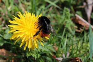 Яка швидкість летить джмеля? Яка швидкість летить джмеля?